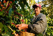 Load image into Gallery viewer, Esky Coffee - Brazilia Blend (500g)