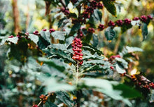 Load image into Gallery viewer, Esky Coffee - Suzy's Blend (500g)