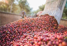 Load image into Gallery viewer, Esky Coffee - Single Origin Kenya AA (500g)